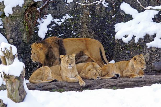 Lions in winter at zoo